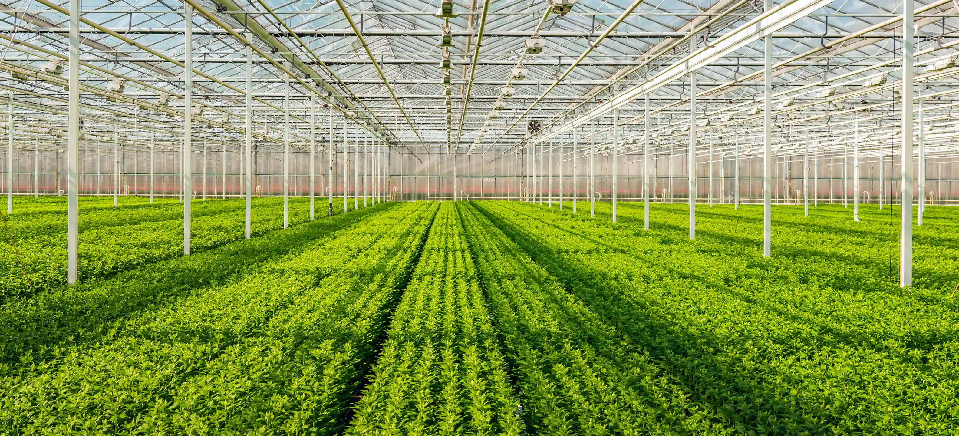 Sector Agrario